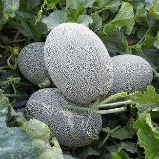 最爱吃瓜的吃货