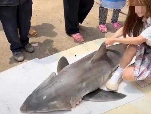 网红大白鲨,网络红人背后的海洋传奇